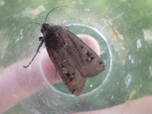 Noctua pronuba